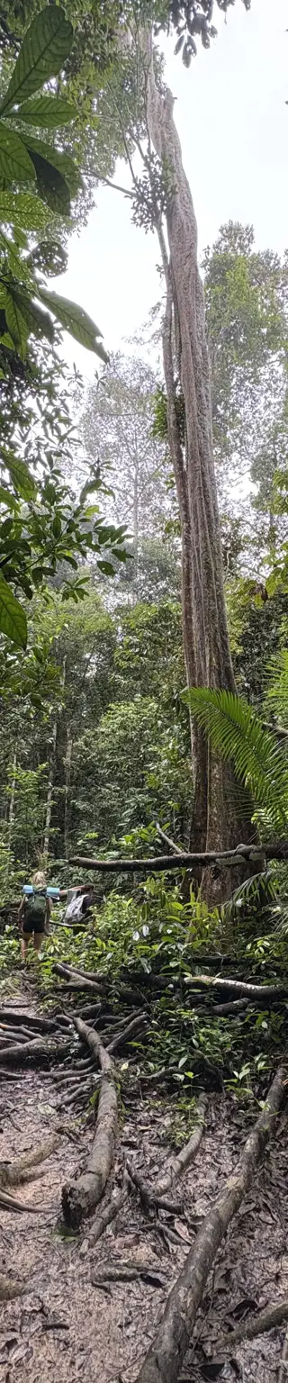 Erlebe den Taman-Negara-Nationalpark
